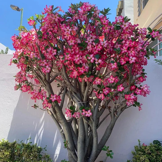 🌵🌹 Dive into Desert Beauty: Desert Rose Seeds for Your Tranquil Haven! 🏜️🌺