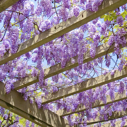 Wisteria Flower Seeds, Purple Elf Blossoms