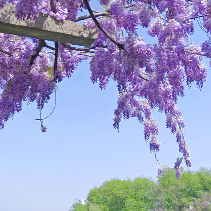 Wisteria Flower Seeds, Purple Elf Blossoms