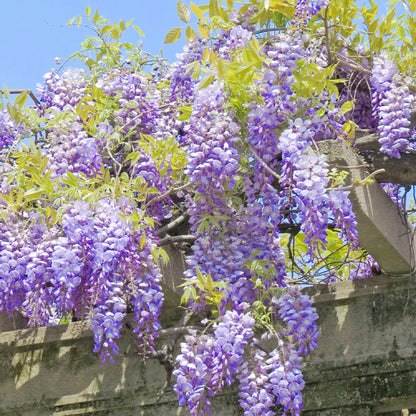 Wisteria Flower Seeds, Purple Elf Blossoms