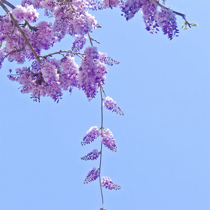 Wisteria Flower Seeds, Purple Elf Blossoms
