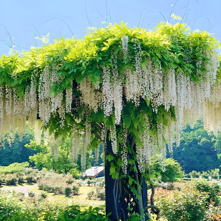 Wisteria Flower Seeds, Purple Elf Blossoms