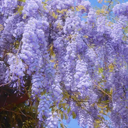 Wisteria Flower Seeds, Purple Elf Blossoms