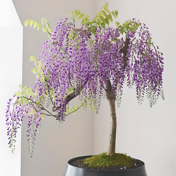 Wisteria Flower Seeds, Purple Elf Blossoms