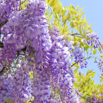 Wisteria Flower Seeds, Purple Elf Blossoms