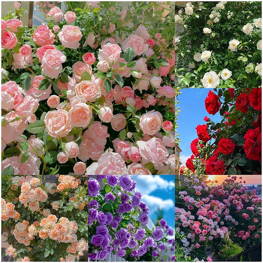 Garden Climbing Rose Flower Seeds