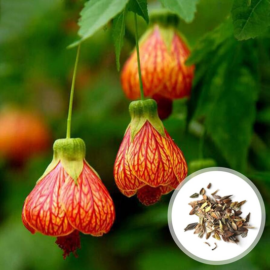 🌸🌸Abutilon Pictum Seeds