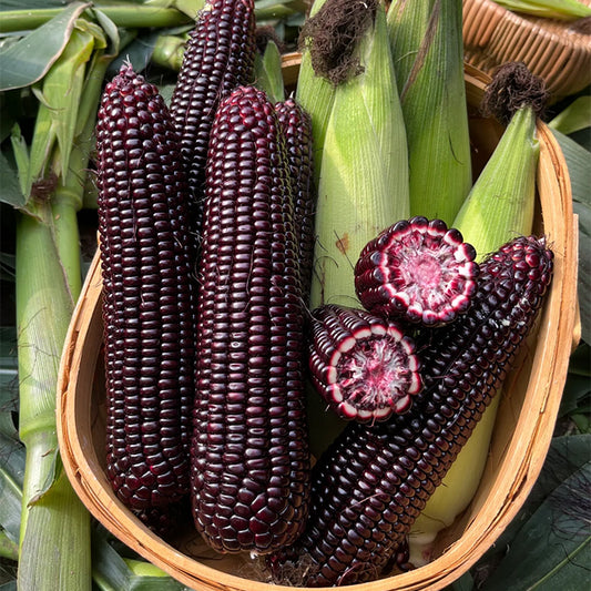 🌽49% OFF TODAY ONLY🌽Gem Corn Seeds for Home Vegetable Gardens