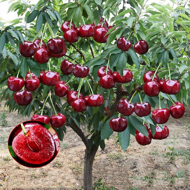 🌱Last Day 50% OFF- 🍒HIGH-QUAILTY RAINIER CHERRY FRUIT Seeds- 99% Germination