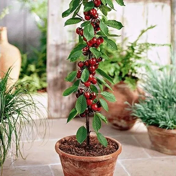 🌱Last Day 50% OFF- 🍒HIGH-QUAILTY RAINIER CHERRY FRUIT Seeds- 99% Germination