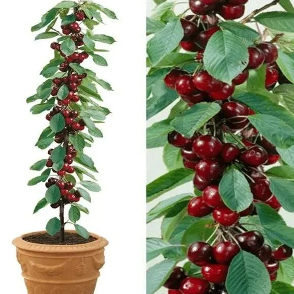 🌱Last Day 50% OFF- 🍒HIGH-QUAILTY RAINIER CHERRY FRUIT Seeds- 99% Germination