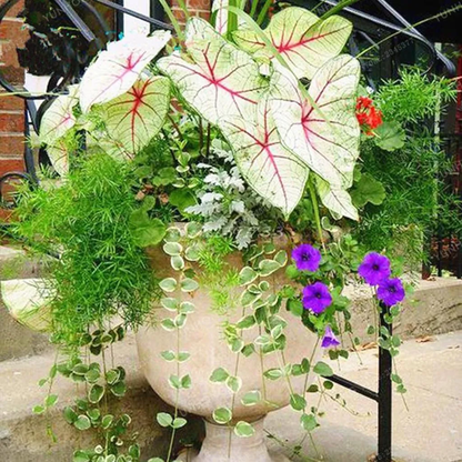 💝💝Perennial Attractive Fragrant Hosta Plantaginea Bonsai Seed for Garden Yard Decoration
