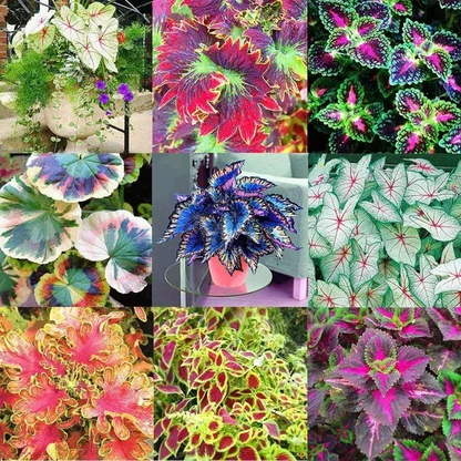 💝💝Perennial Attractive Fragrant Hosta Plantaginea Bonsai Seed for Garden Yard Decoration