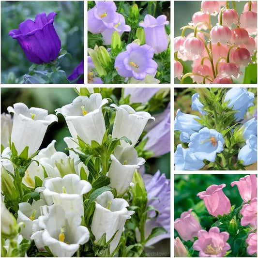 💥50% Off💥Campanula Flower Seeds🌺