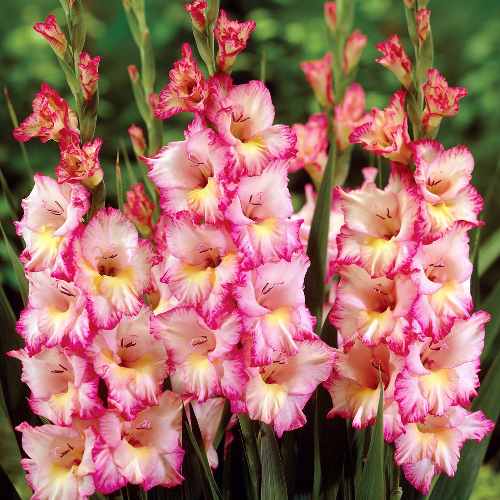 Gladiolus Flower Bulbs