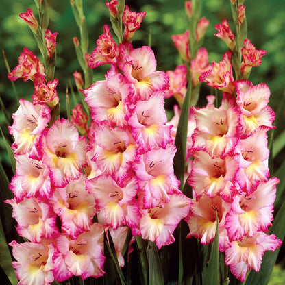 Gladiolus Flower Bulbs