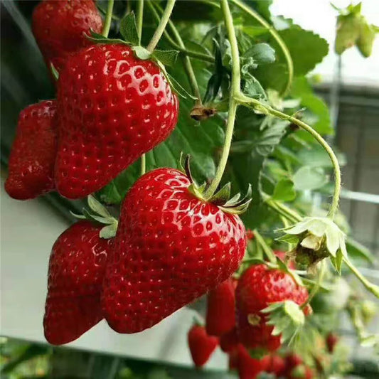 Last Day 70% OFF-  🍓CREAM STRAWBERRY SEEDS- 100% Germination