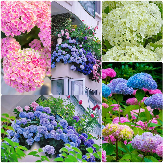 Hydrangea Seed Bonsai Flower Seeds Hydrangea Perennial Garden Home