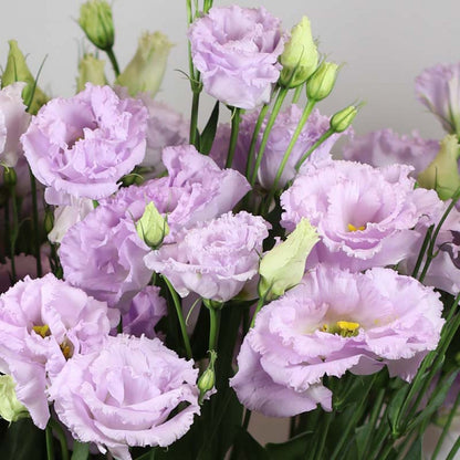 💜New for Spring🥰Purple Lisianthus Seeds