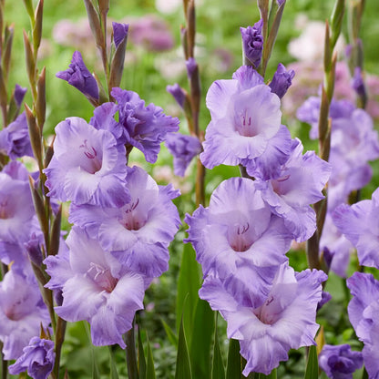 Gladiolus Flower Bulbs