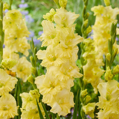 Gladiolus Flower Bulbs