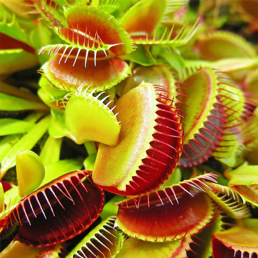 🪰Summer Must-have🦟Venus Flytrap Seeds