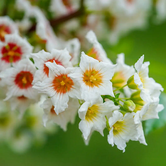 🔥🔥Special Offer--🌸🌸Xanthoceras Sorbifolium Bunge