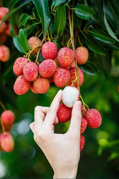 💝💝Seedless Lychee Seeds