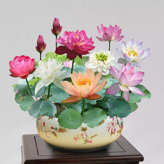 🌸The Sacred Bonsai Bowl Lotus Flower