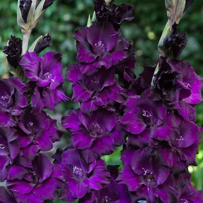 Gladiolus Flower Bulbs