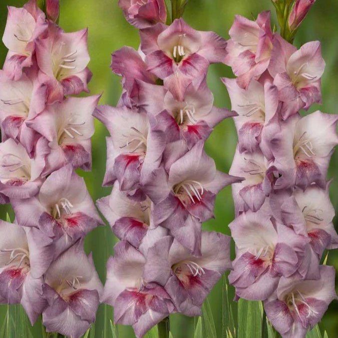 Gladiolus Flower Bulbs