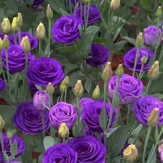 💜New for Spring🥰Purple Lisianthus Seeds