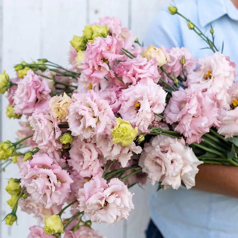 💜New for Spring🥰Purple Lisianthus Seeds