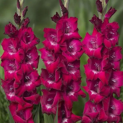 Gladiolus Flower Bulbs