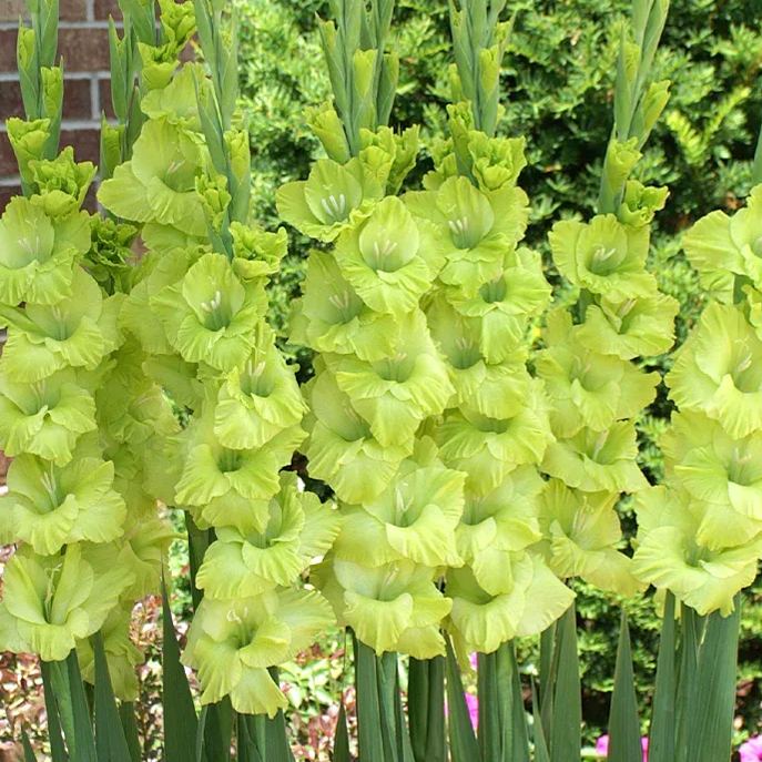 Gladiolus Flower Bulbs