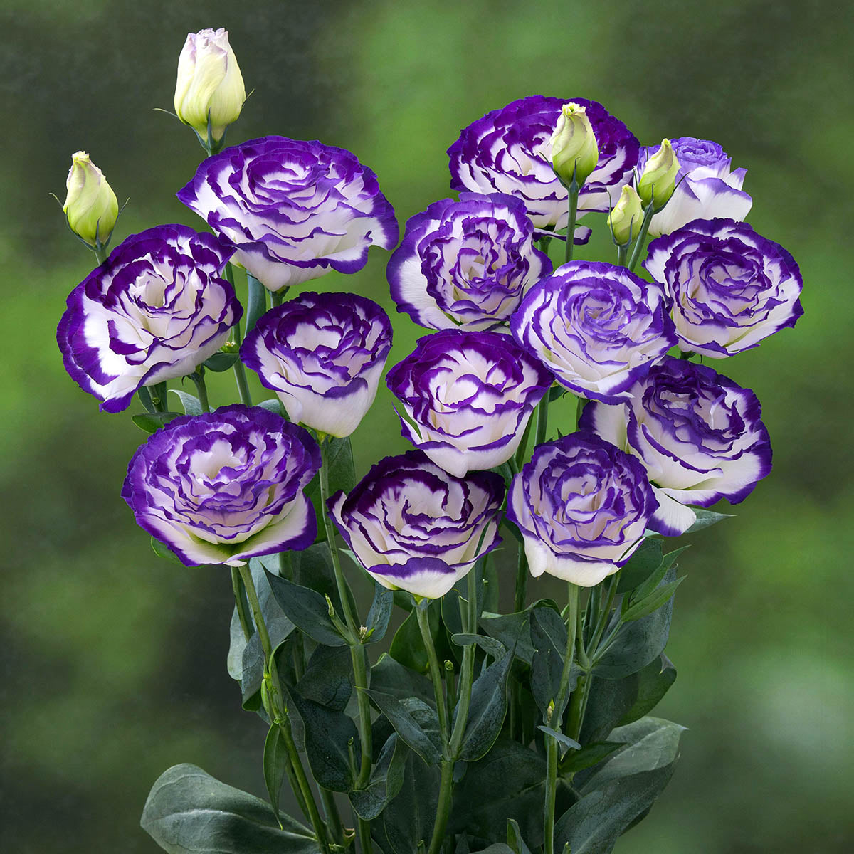 💜New for Spring🥰Purple Lisianthus Seeds