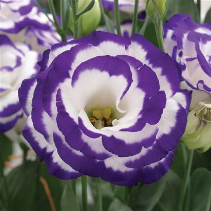 💜New for Spring🥰Purple Lisianthus Seeds