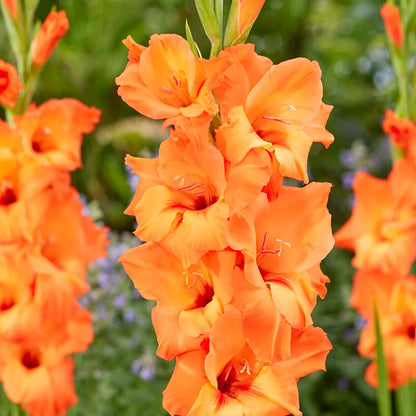 Gladiolus Flower Bulbs